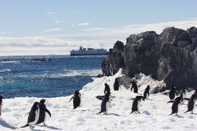 An express trip, flying in to enjoy the riches of Antarctica's wildlife