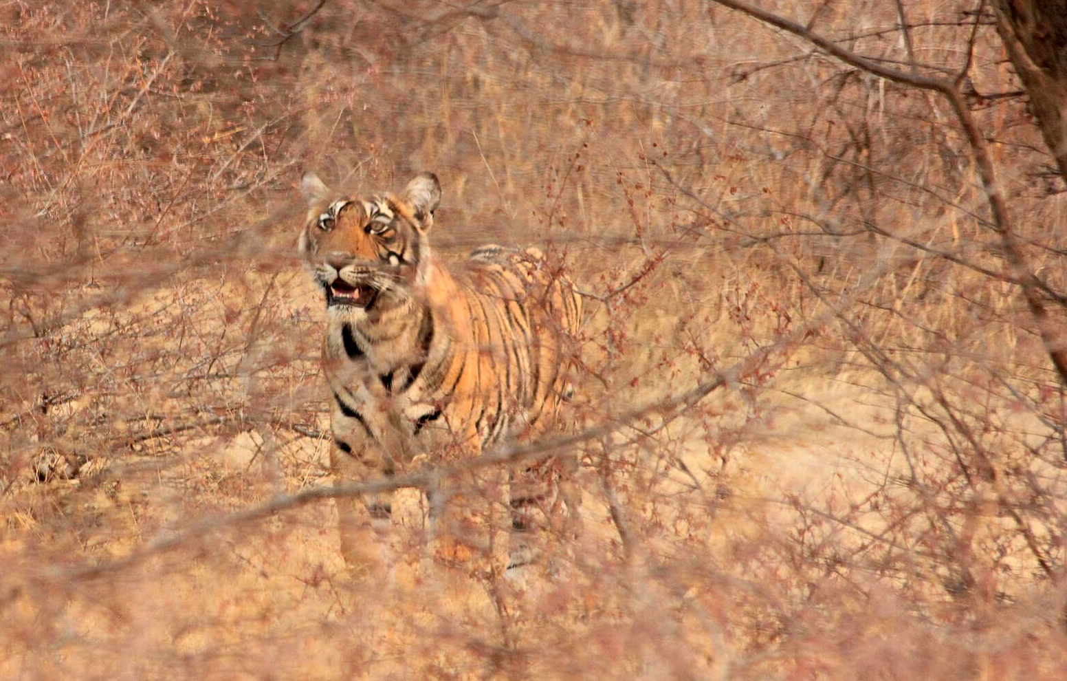 A tiger in the woodland area of Ranthambhore National Park