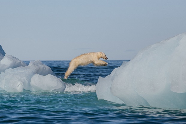 See Polar Bears in the wild in the Arctic