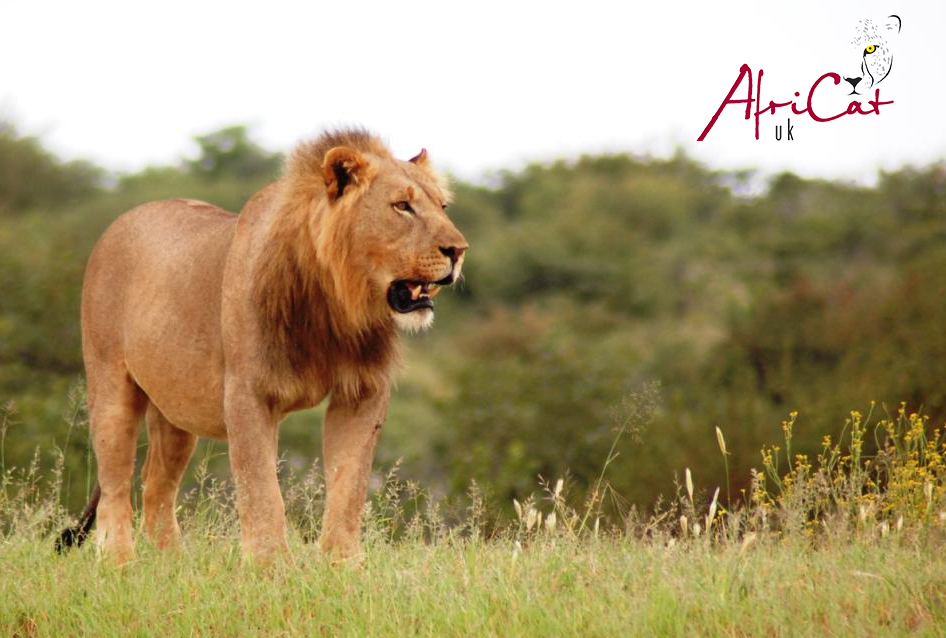 Africat, proetcting big cats in Namibia