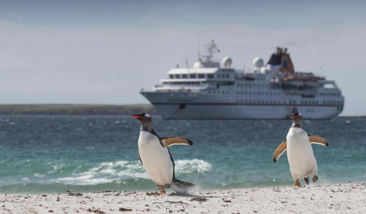 Penguins copyright tom-mason
