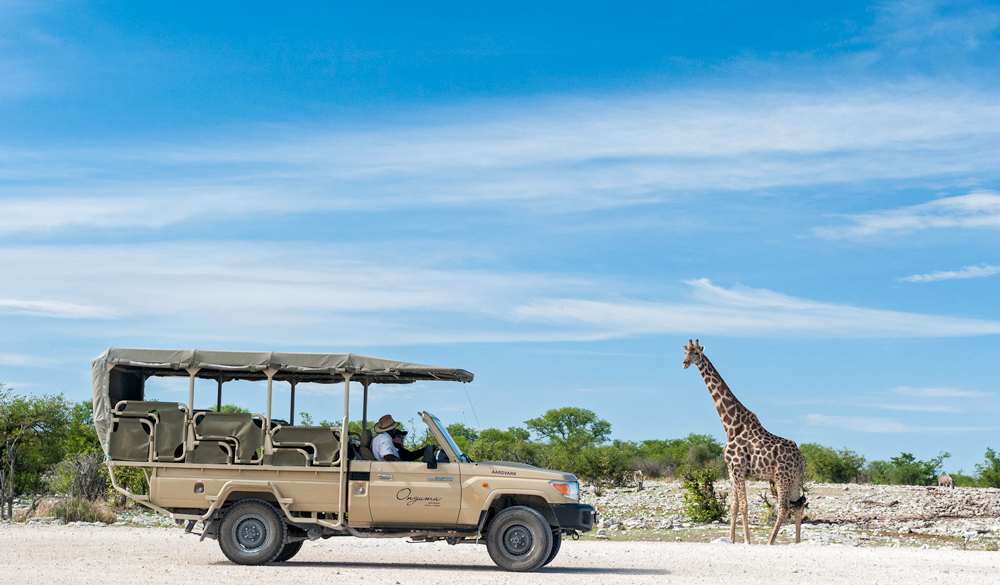Giraffes in Etosha National Park