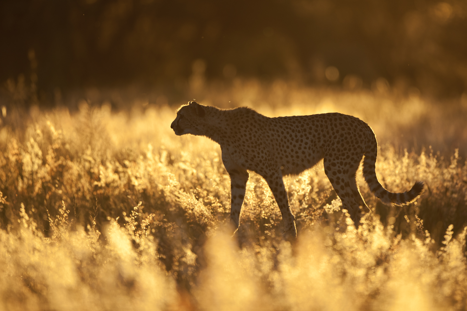 Cheetah