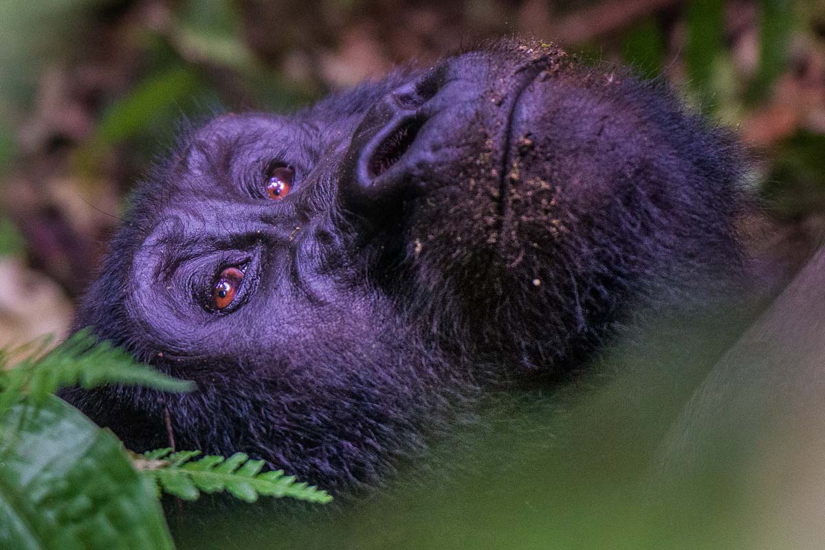 Gorillas in Uganda