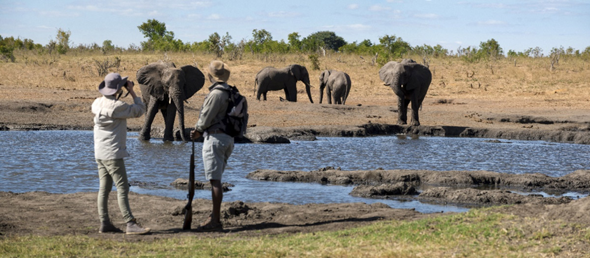 How Many Elephants