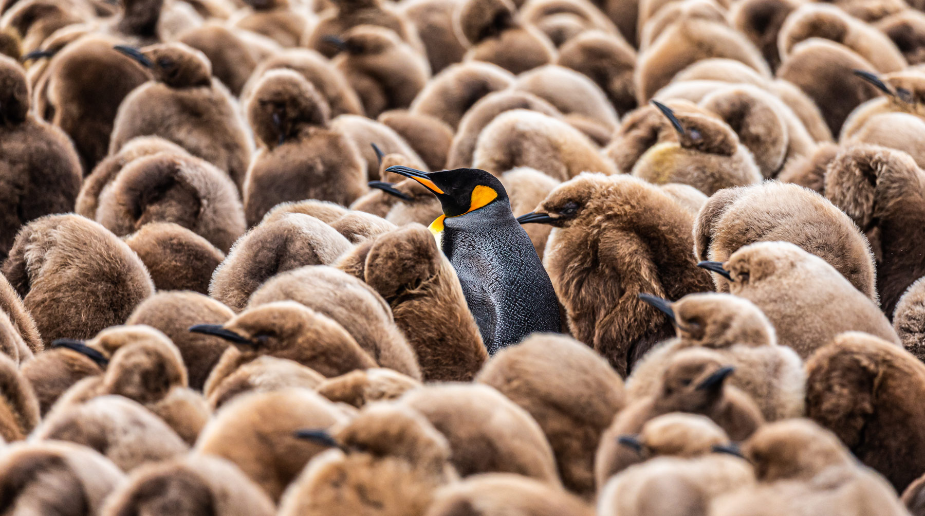 penguins in the Falklands