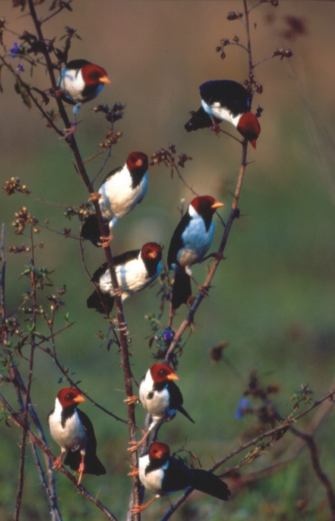 CardeaisBirds