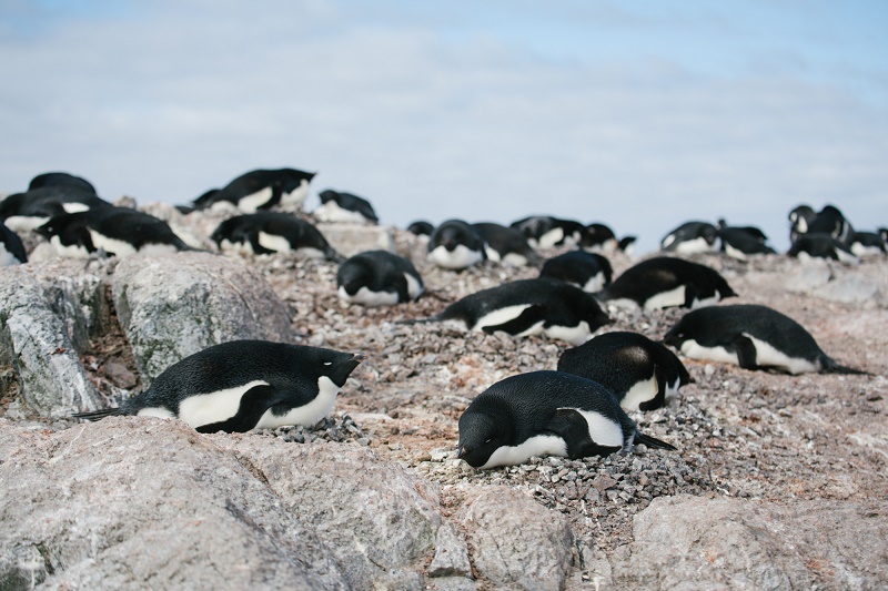 penguins resting on a rock in antarctica