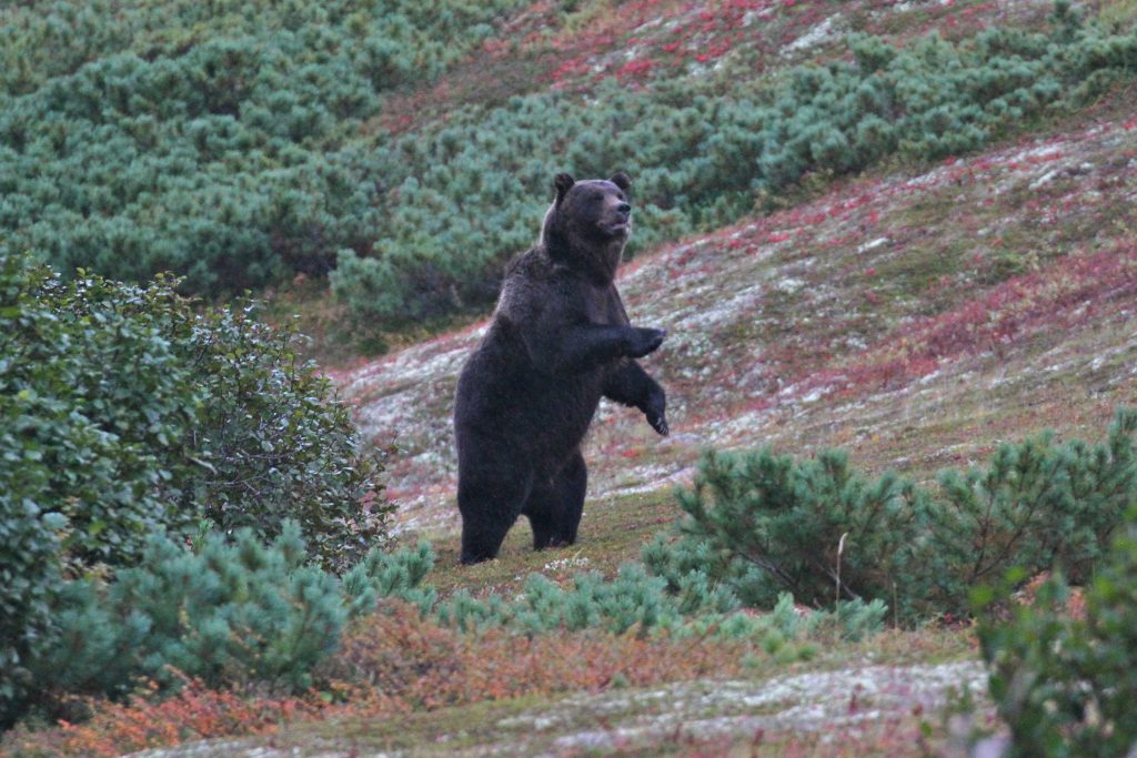 A massive brown bear