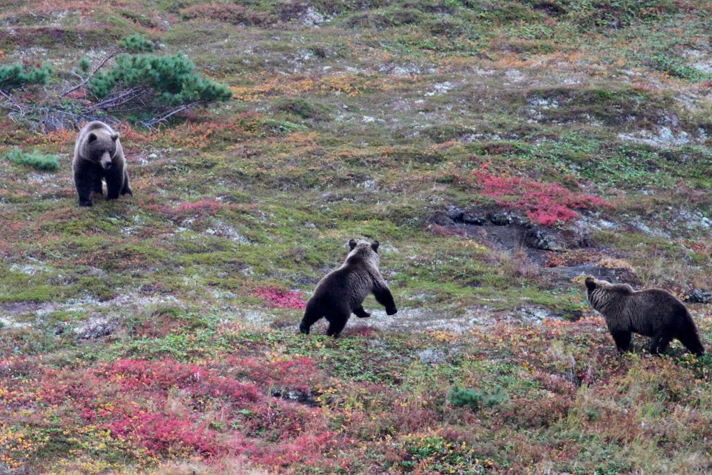 Wherever we make shore, brown bears await. Unfamiliar with people, they keep their distance