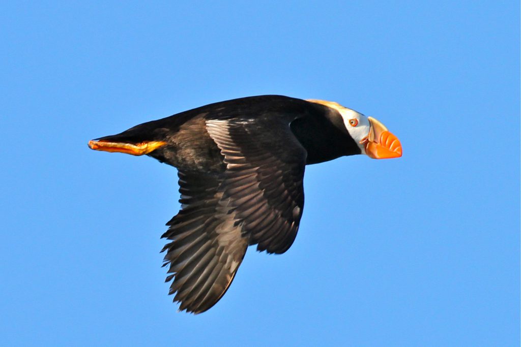 A Tufted Puffin passes by amid the constant flow of natural airborne traffic