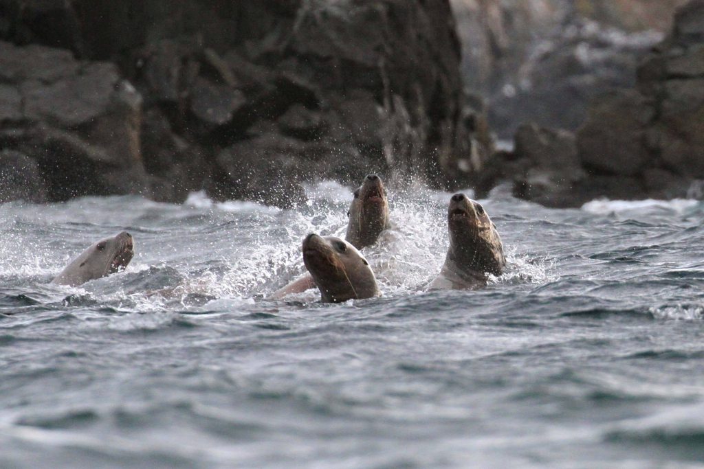  Steller's sea lions frolicking in the water