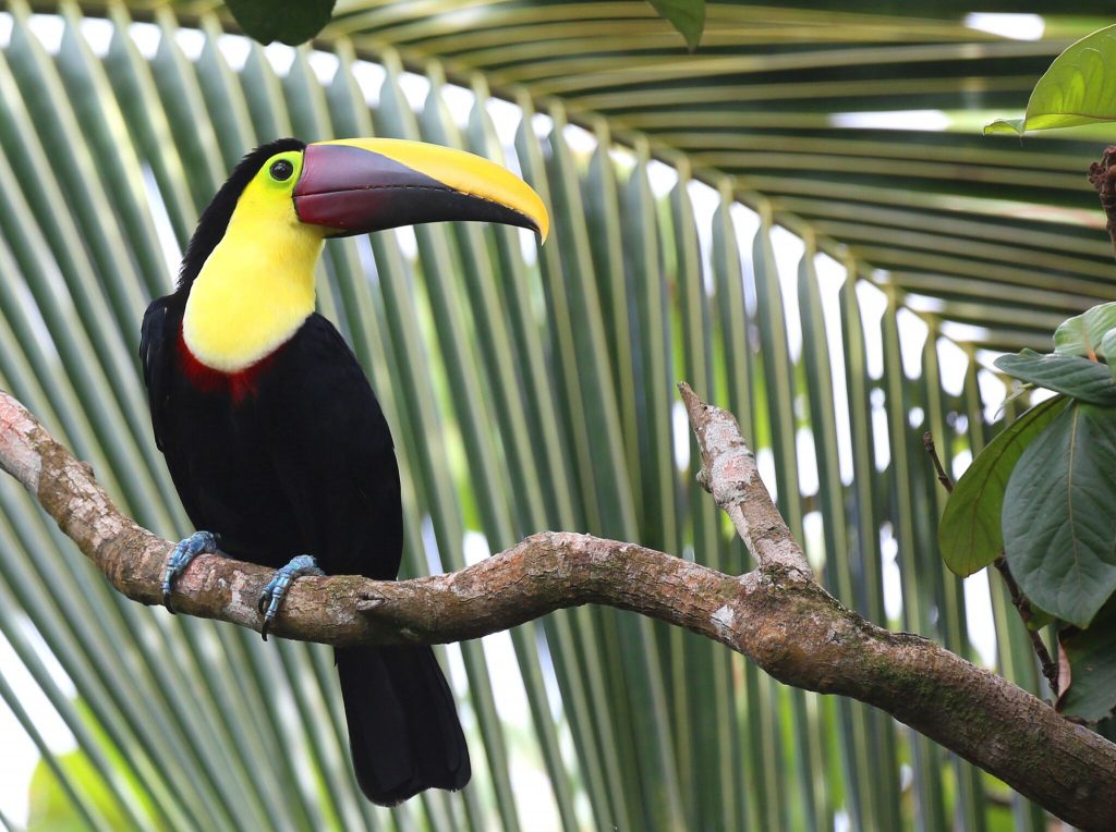 Costa Rican Toucan
