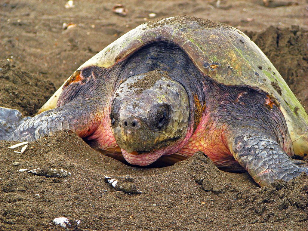 Tortuguero turtle