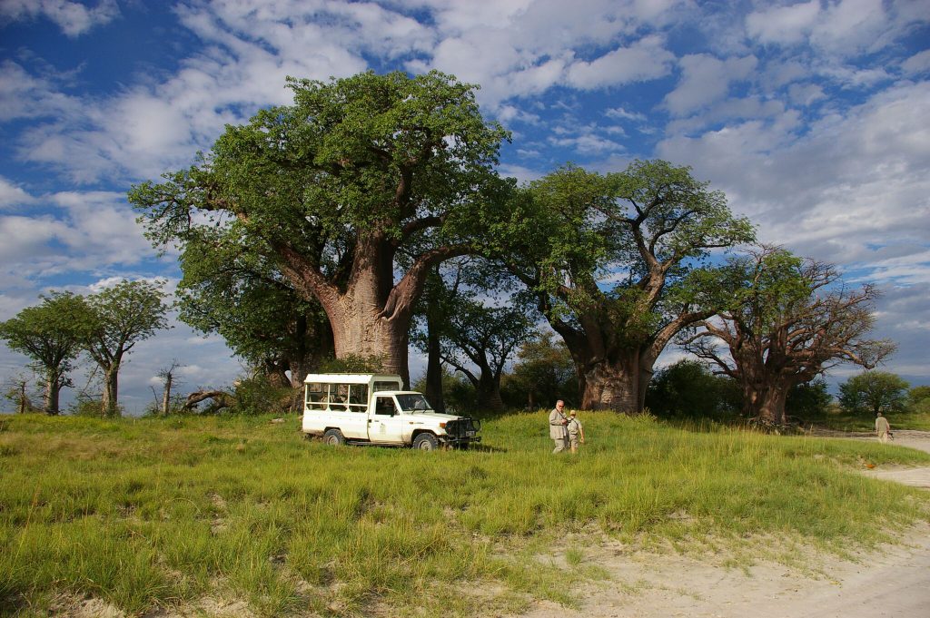lush green forest in March in botswana's Green season