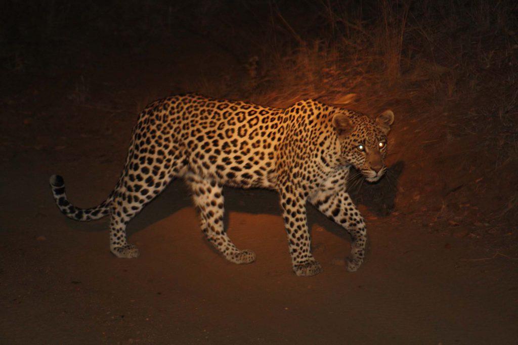 A great view of a leopard