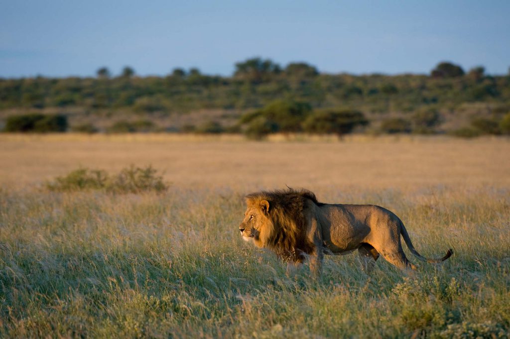 A male lion photographed on safari