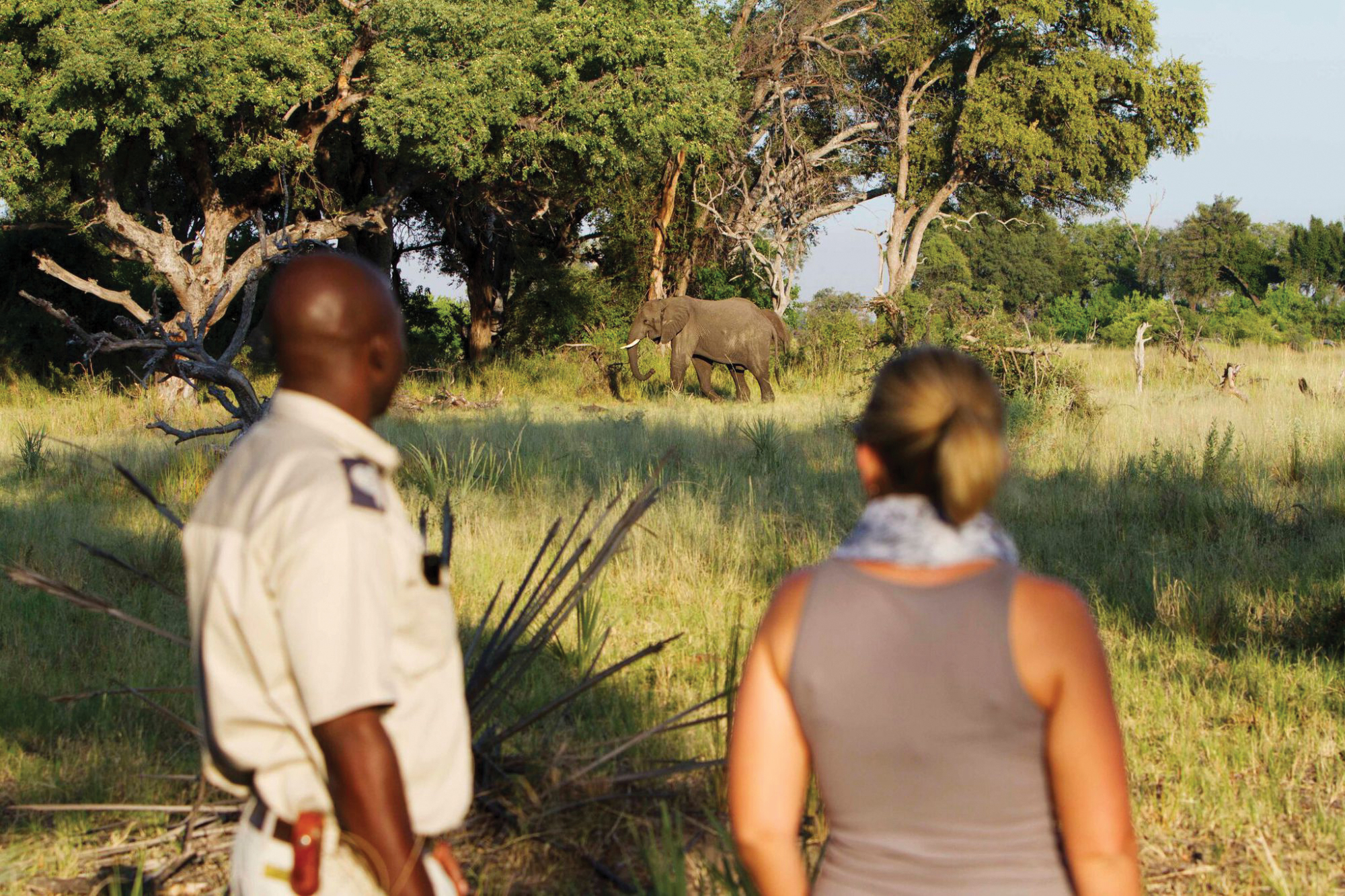 elephant runs between the trees on safari in botswana
