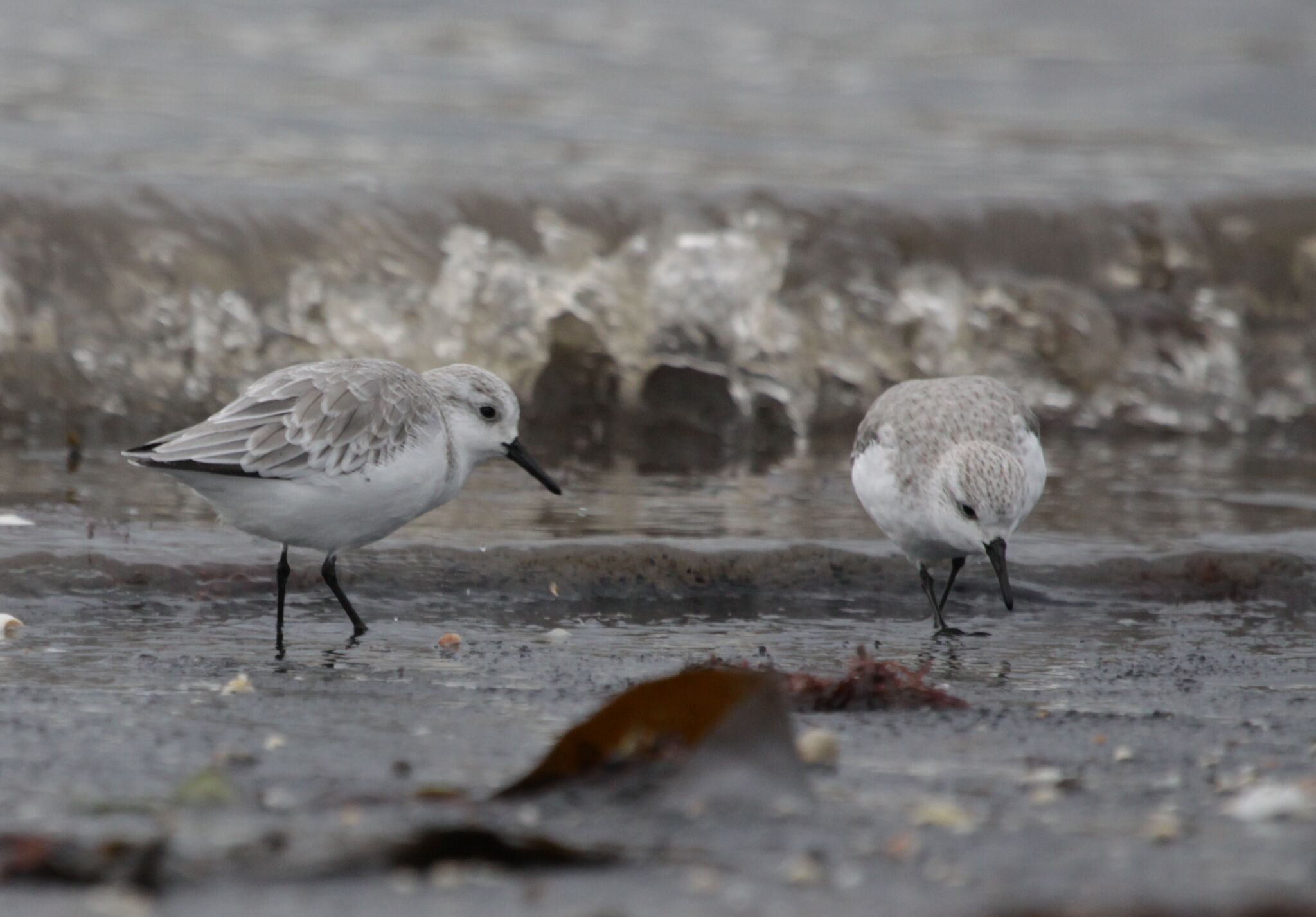 wader quest