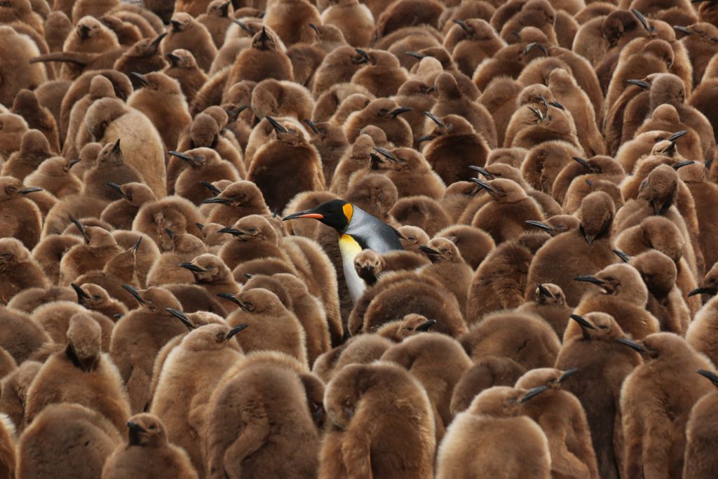 Penguins on South Georgia Island