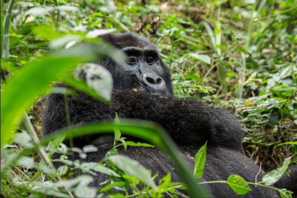 A Gorilla in Uganda