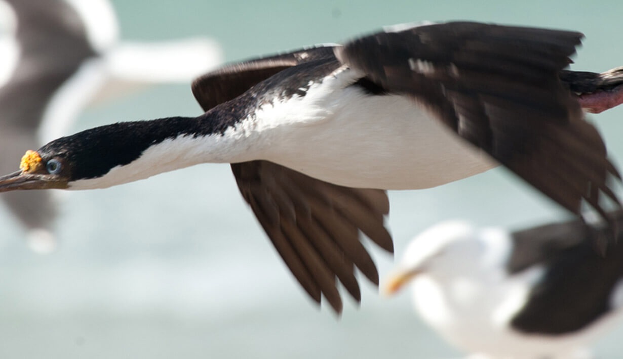 bird drake passage
