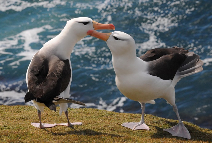 Seabirds on the water in the Drake Passage