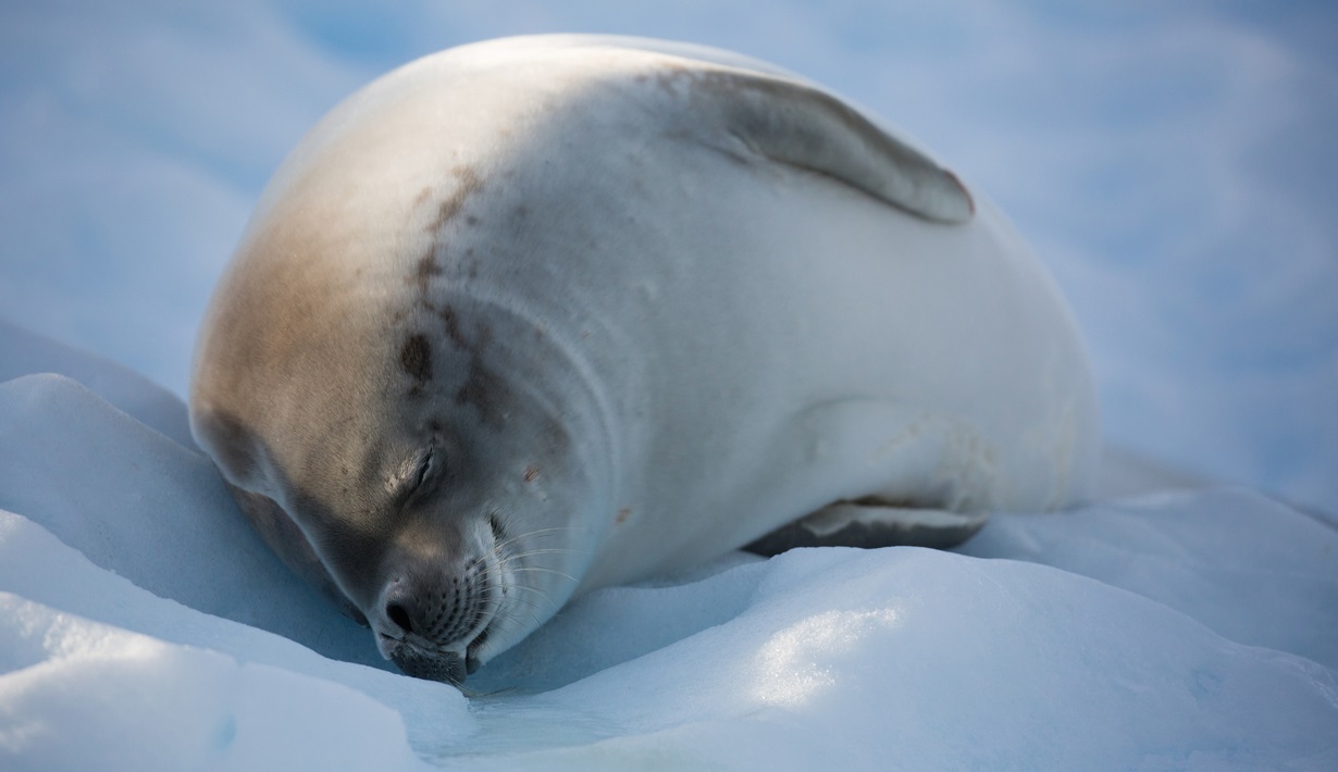 seal drake passage
