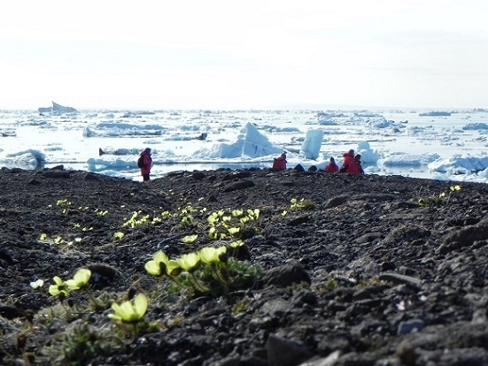 Flower ice sea