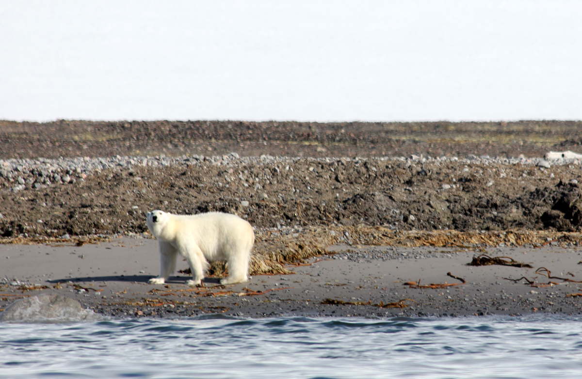 polar bear encounter on an arctic wildlife cruise