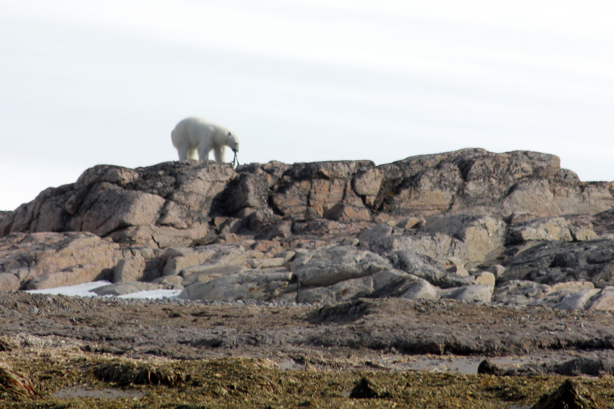 polar bear encounter on an arctic wildlife cruise