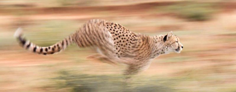 cheetah running in Namibia