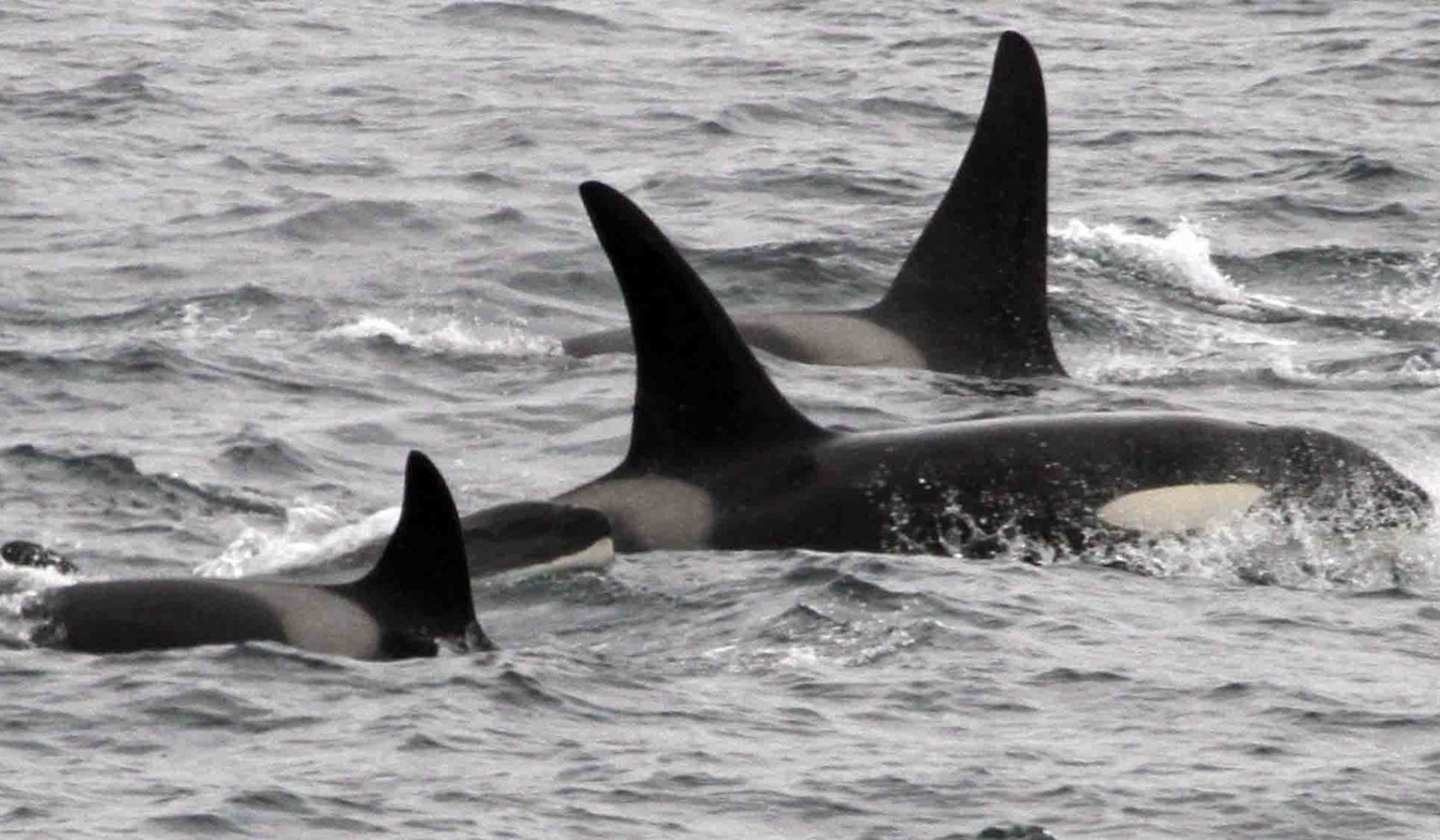 orca