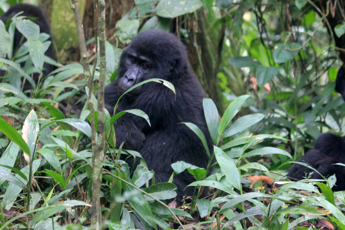 Mountain Gorilla