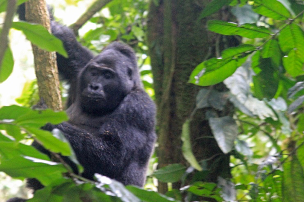 Mountain Gorilla