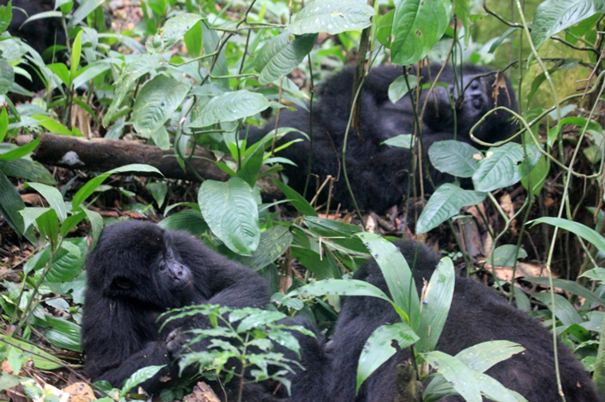 Mountain Gorilla