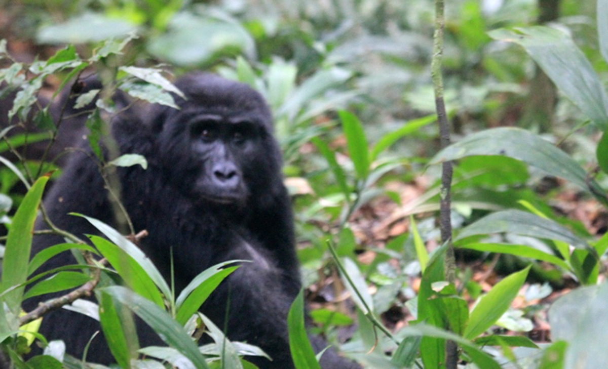 Mountain Gorilla