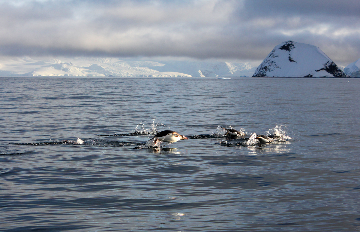 Gentoo Peguins