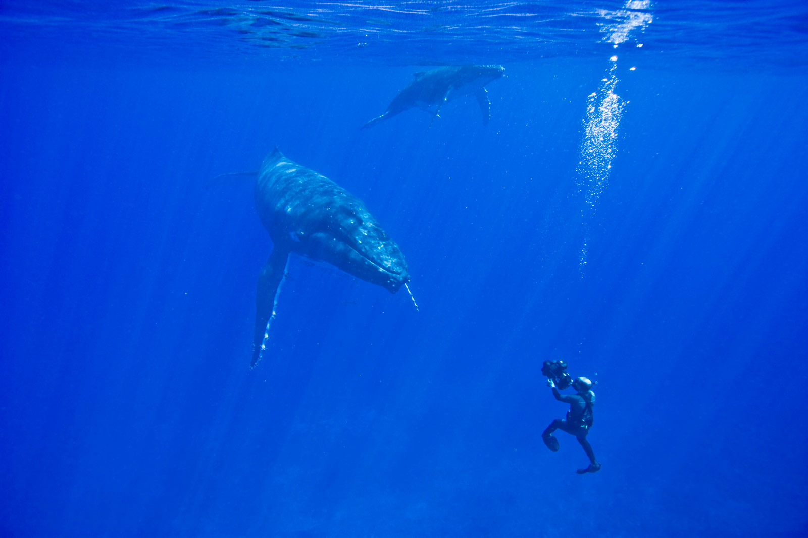 Doug diving with humpbacks in Tonga
