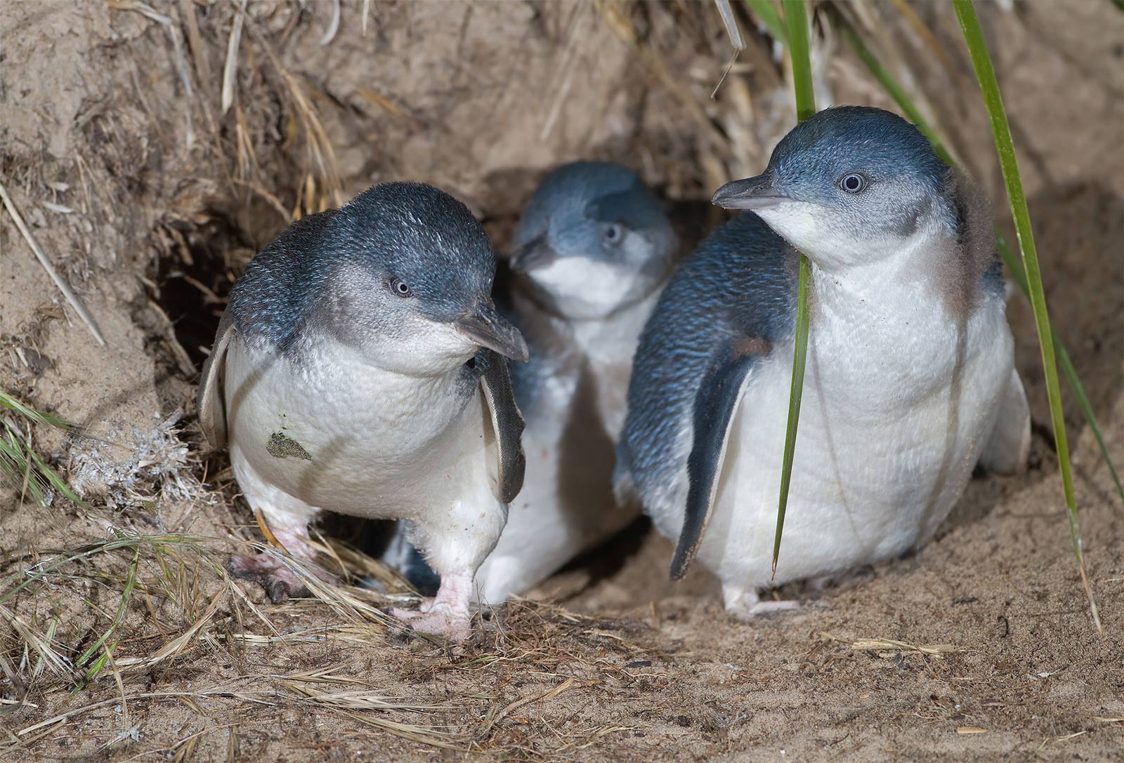 Little Blue Penguins