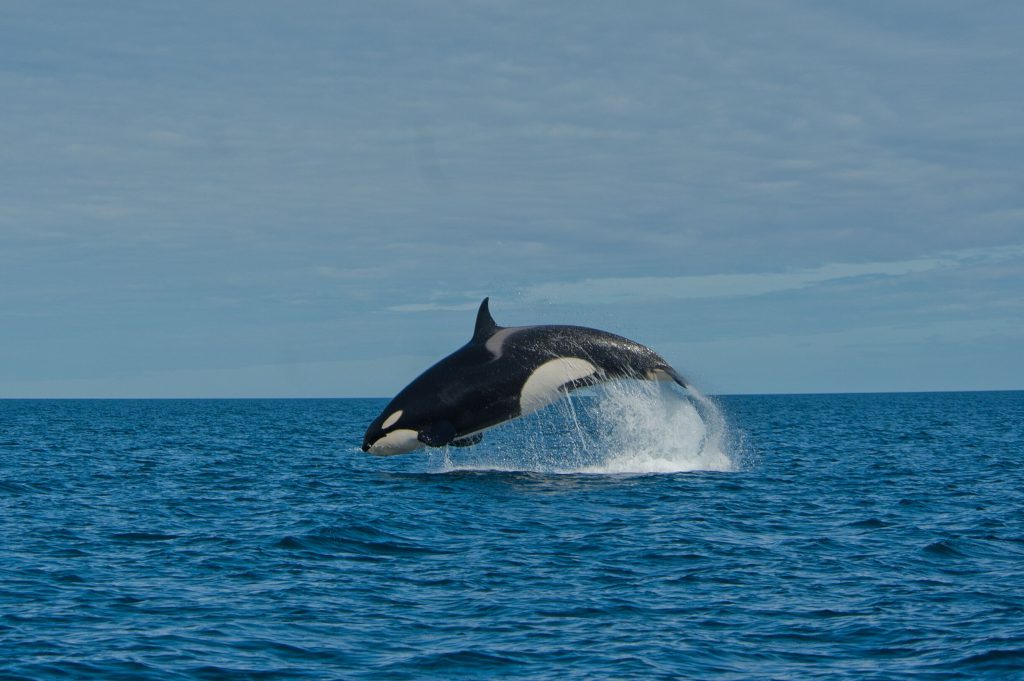 Orca Breeching in Antarctica