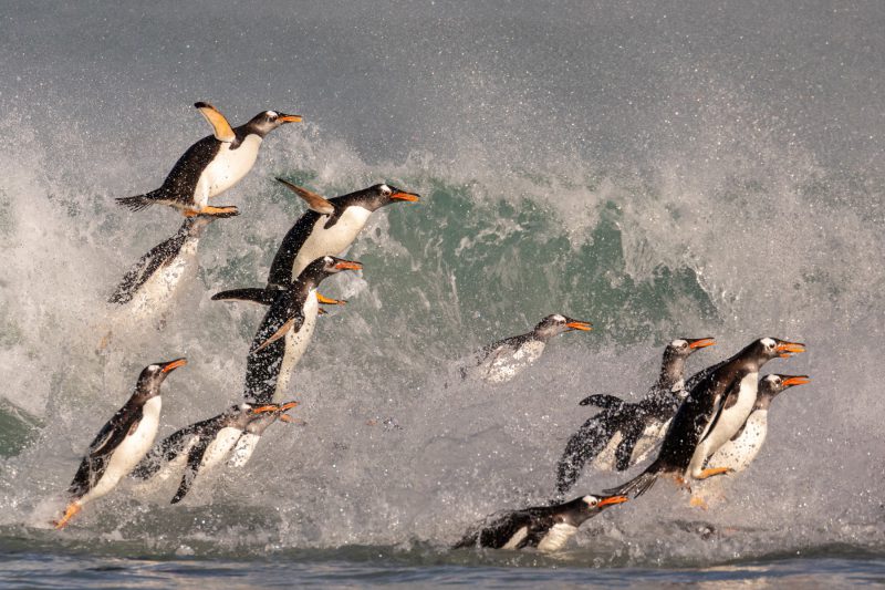 Penguins on a wildlife holiday in the Falklands