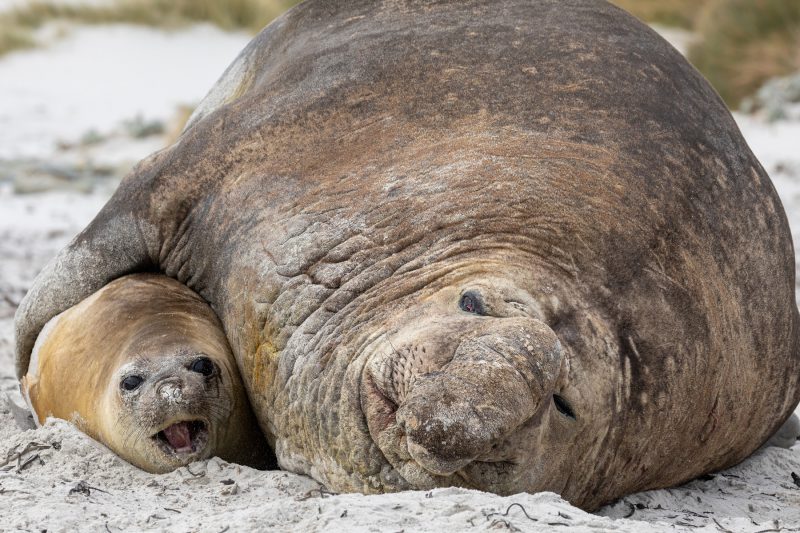 rich wildlife photography opportunities in the Falklands