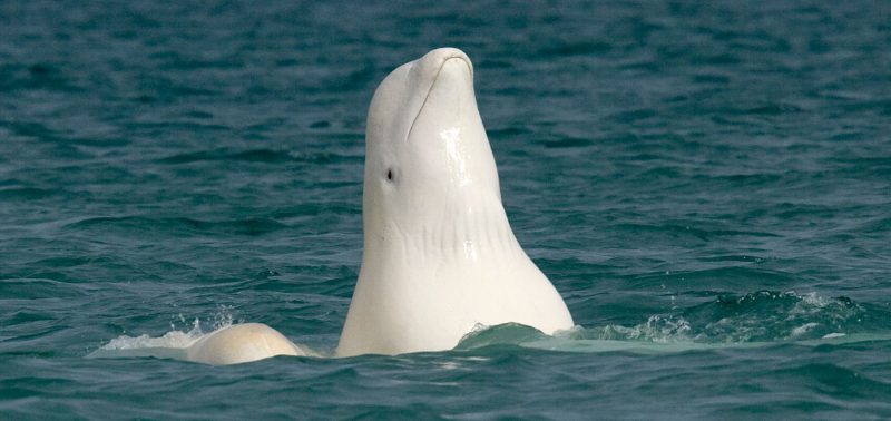 incredible wildlife in the Northwest Passage