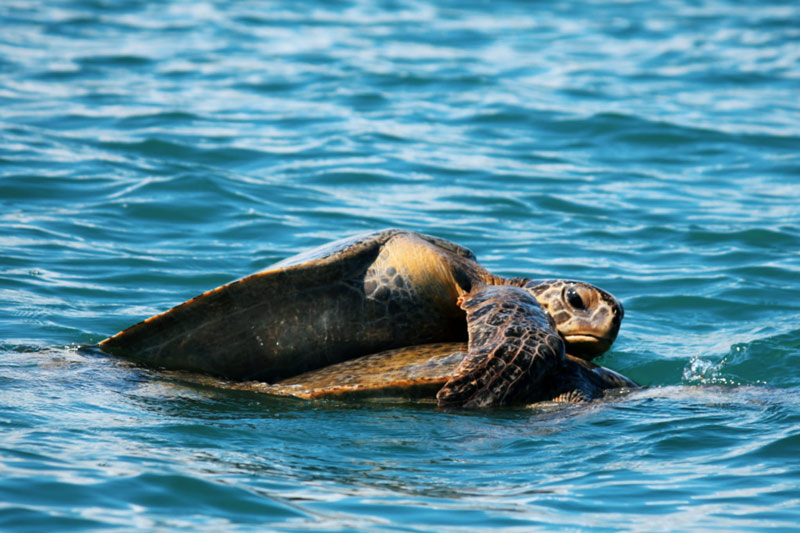 turtles in costa rica