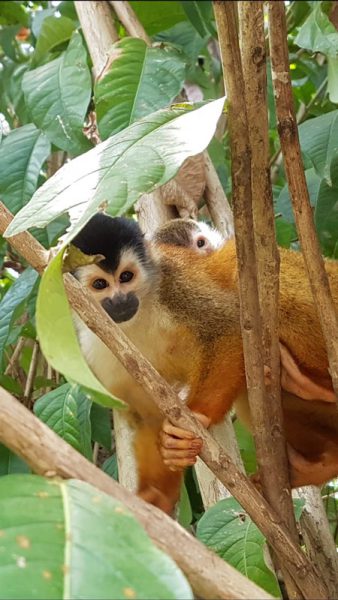 monkeys in costa rica