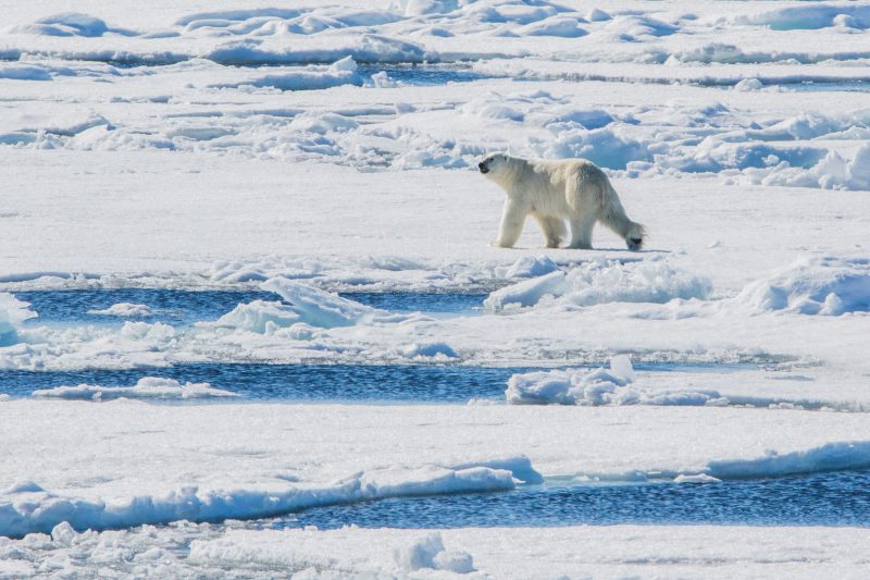 great wildlife photography opportunities in The Northwest Passage