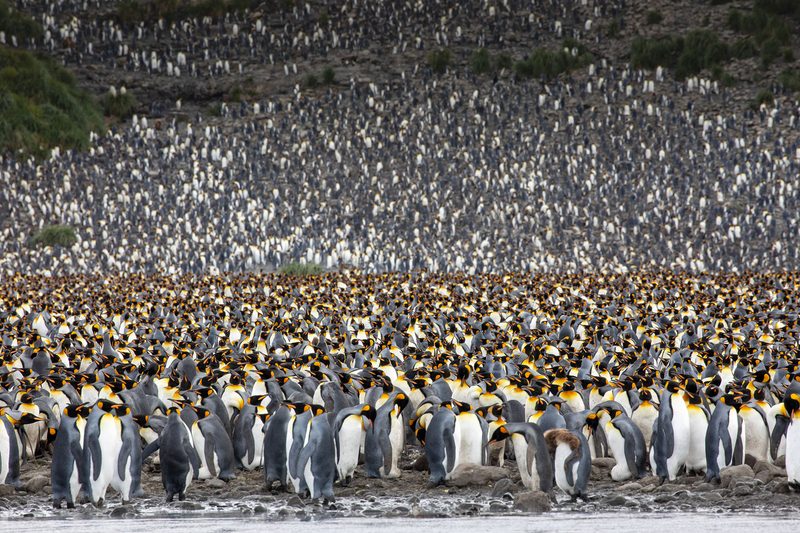 Penguins are a highlight of Antarctica