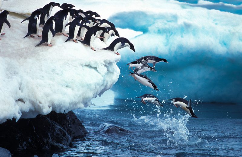 Unforgettable wildlife encounters in Antarctica