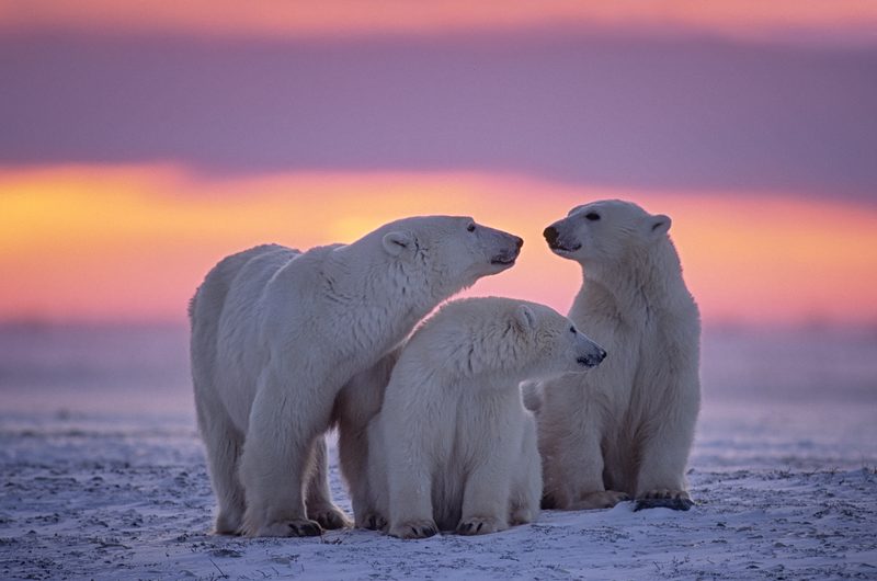 Polar Bears in Svalbard